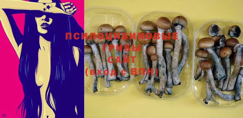 дарнет шоп  Гулькевичи  Псилоцибиновые грибы Psilocybine cubensis 